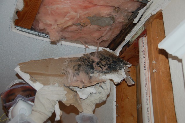 Do It Yourself Mold Removal Challenges!