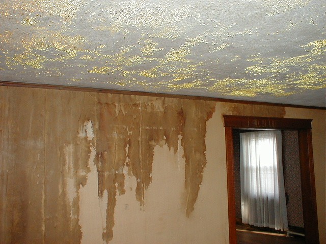 Why Does Mold Grow In The Attic?