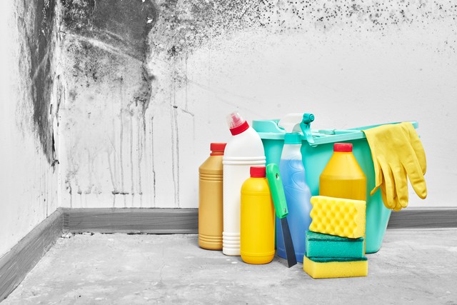 Mold and the Bleach Myth Explained!